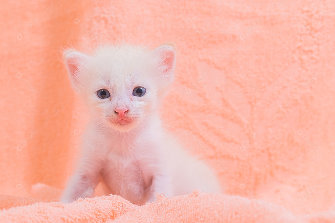 Um gatinho fofo em uma pilha de panos