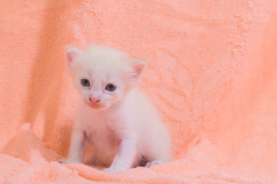 Um gatinho fofo em uma pilha de panos