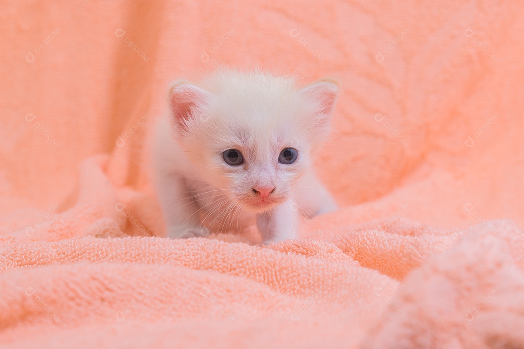 Um gatinho fofo em uma pilha de panos