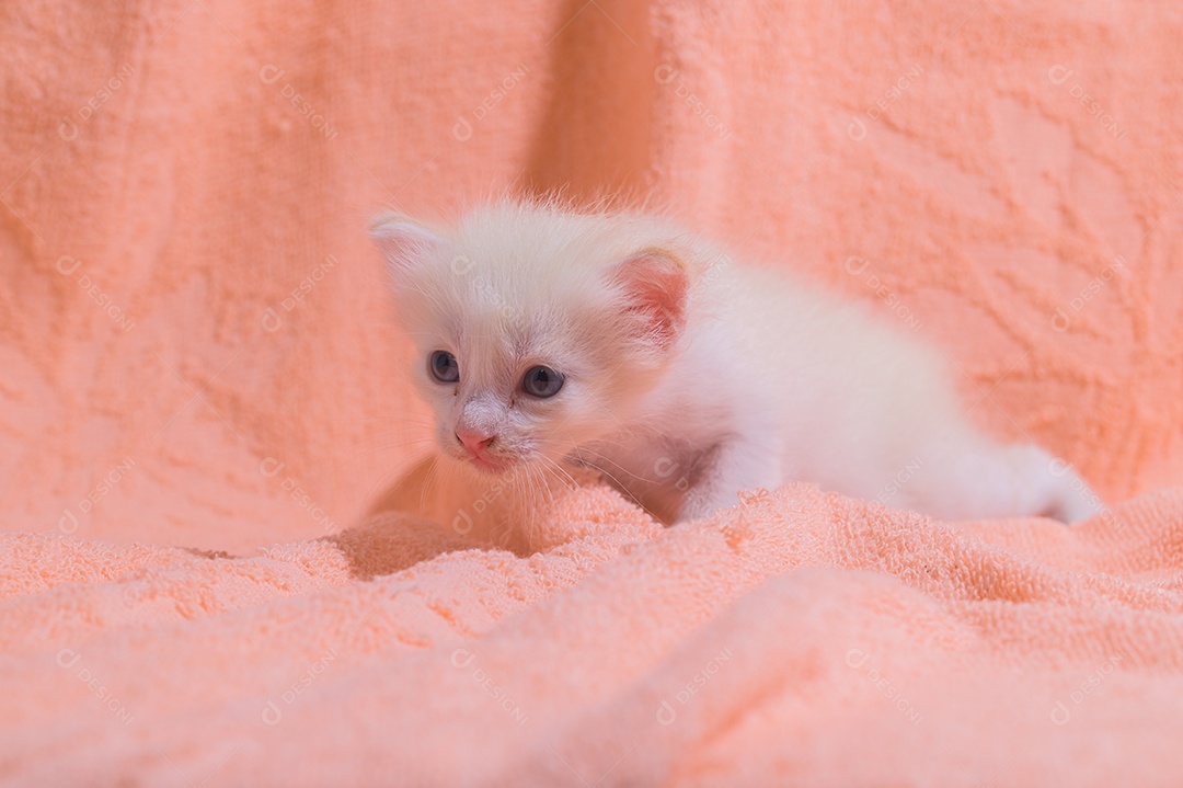 Um gatinho fofo em uma pilha de panos