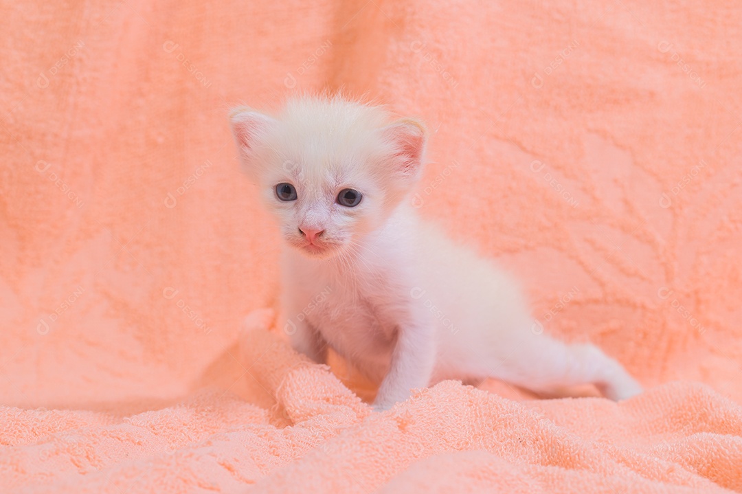 Um gatinho fofo em uma pilha de panos