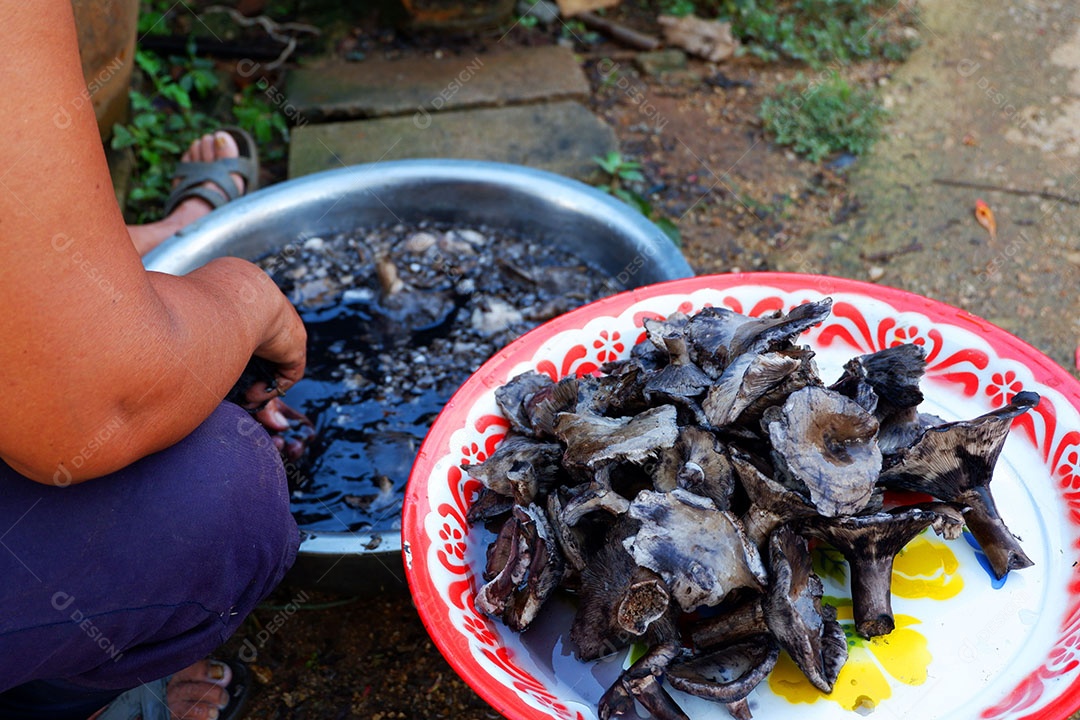 Mulher está limpando cogumelos Descubra na floresta para cozinhar