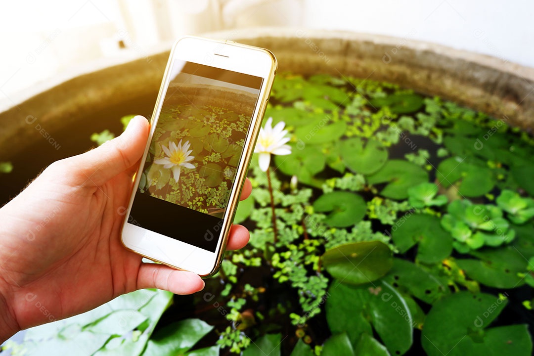 Bastidores de tirar uma foto flor branca no jardim por smartphone