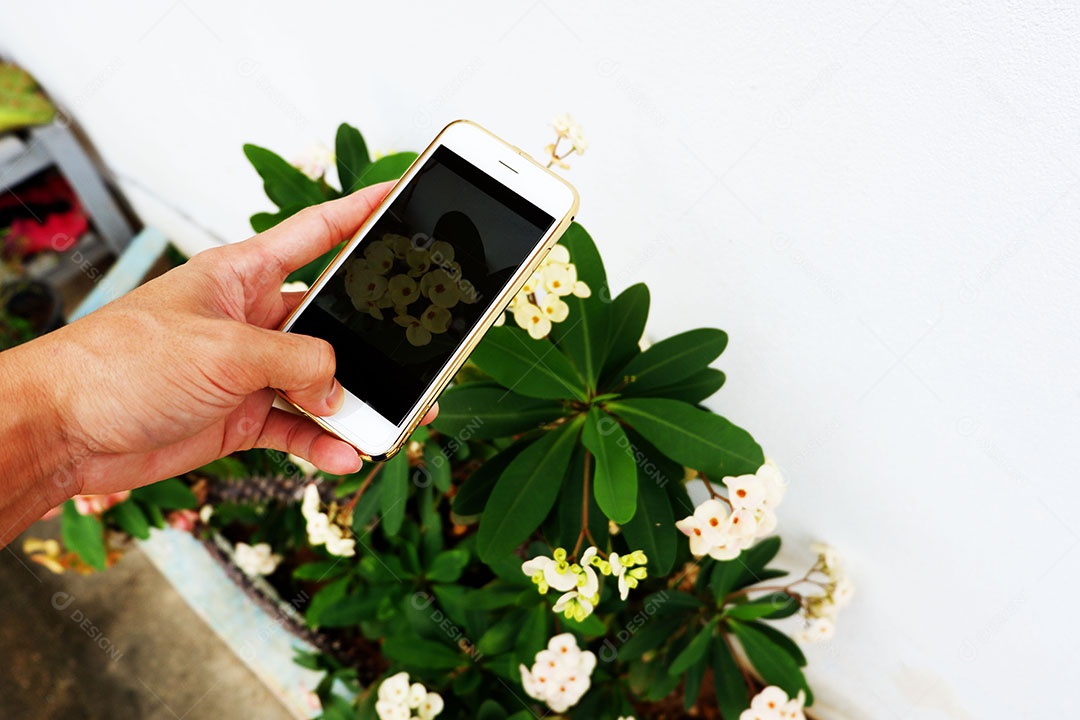 Bastidores de tirar uma foto flor branca no jardim por smartphone