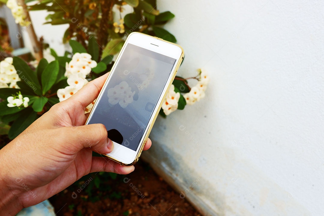 Bastidores de tirar uma foto flor branca no jardim por smartphone