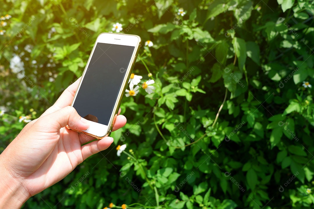 Bastidores de tirar uma foto flor branca no jardim por smartphone