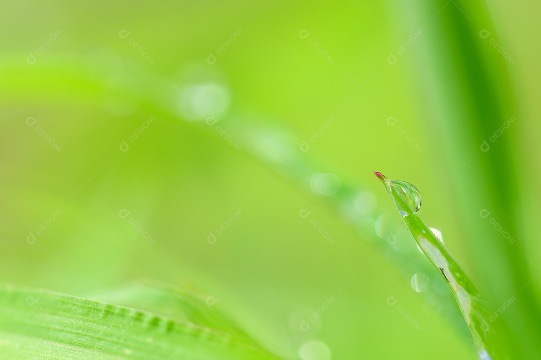 O conceito de amar o ambiente verde do mundo Gotas de água