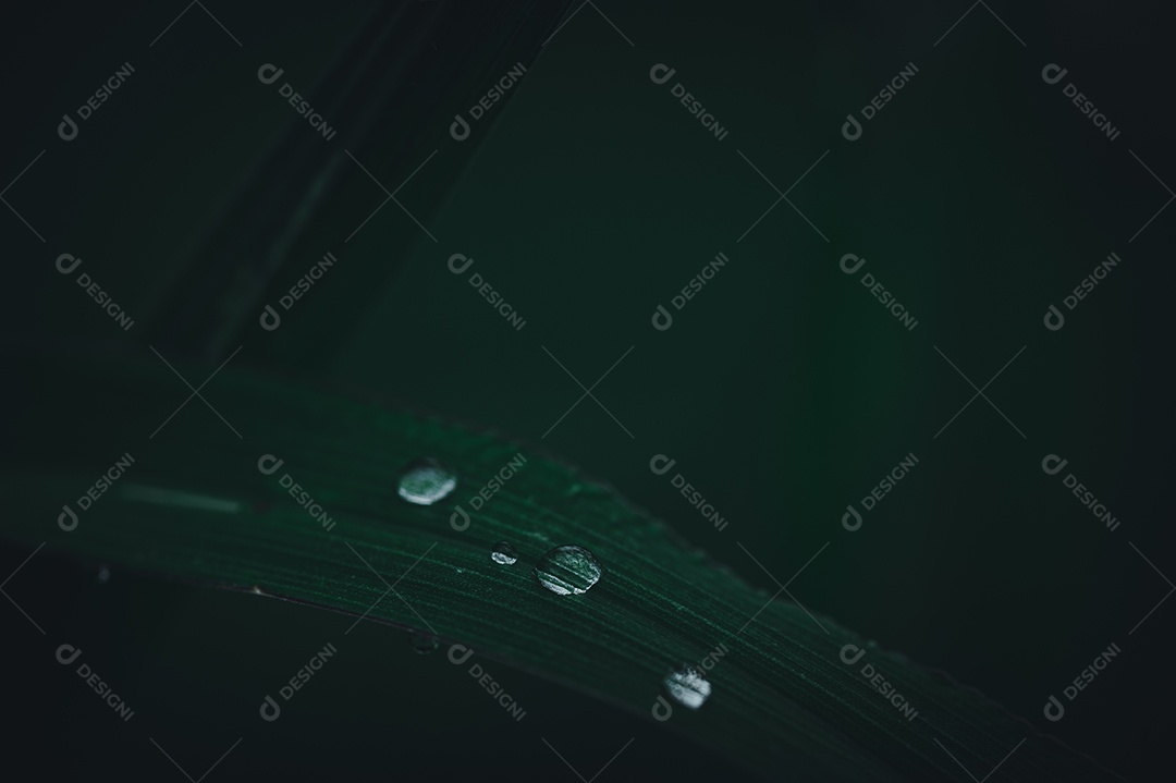 O conceito de amar o ambiente verde do mundo Gotas de água