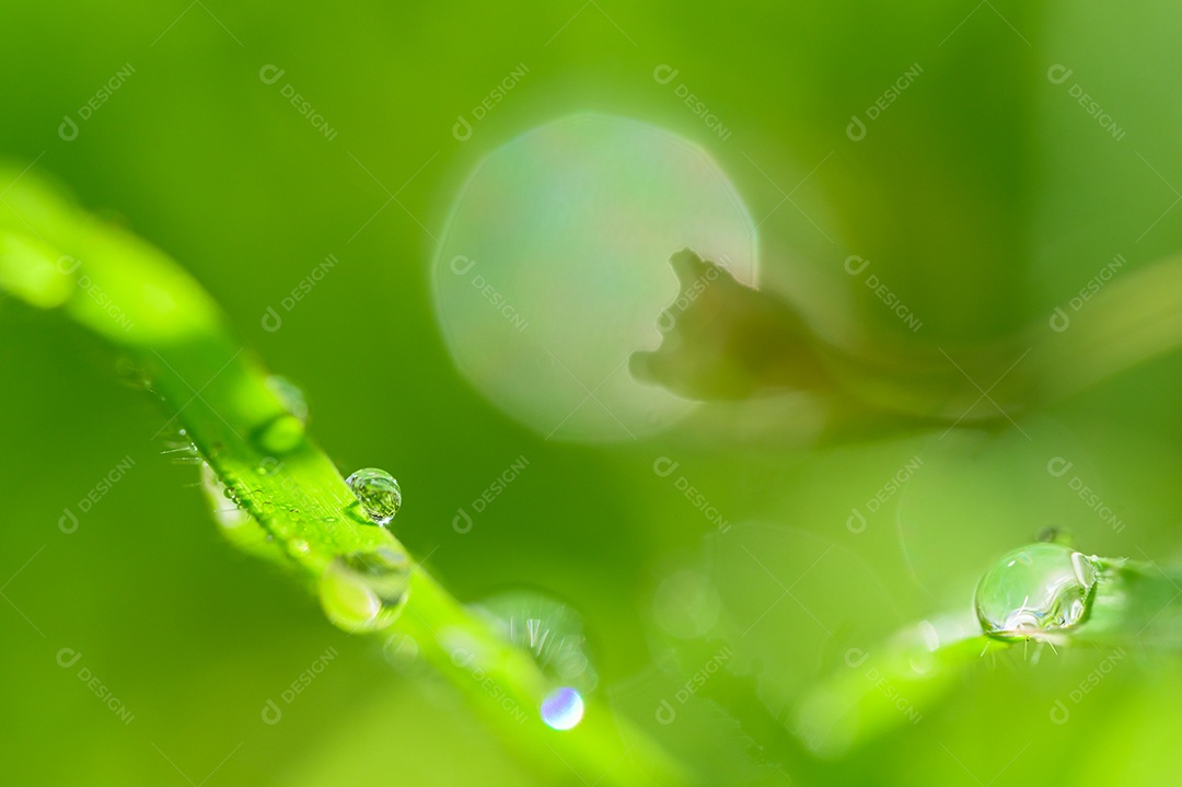 O conceito de amar o ambiente verde do mundo Gotas de água