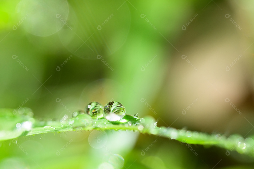 O conceito de amar o ambiente verde do mundo Gotas de água