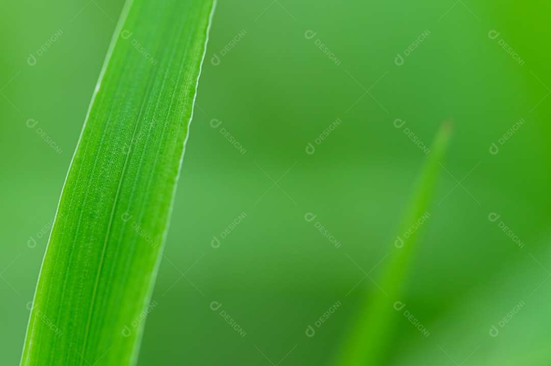 O conceito de amar o ambiente verde do mundo Gotas de água