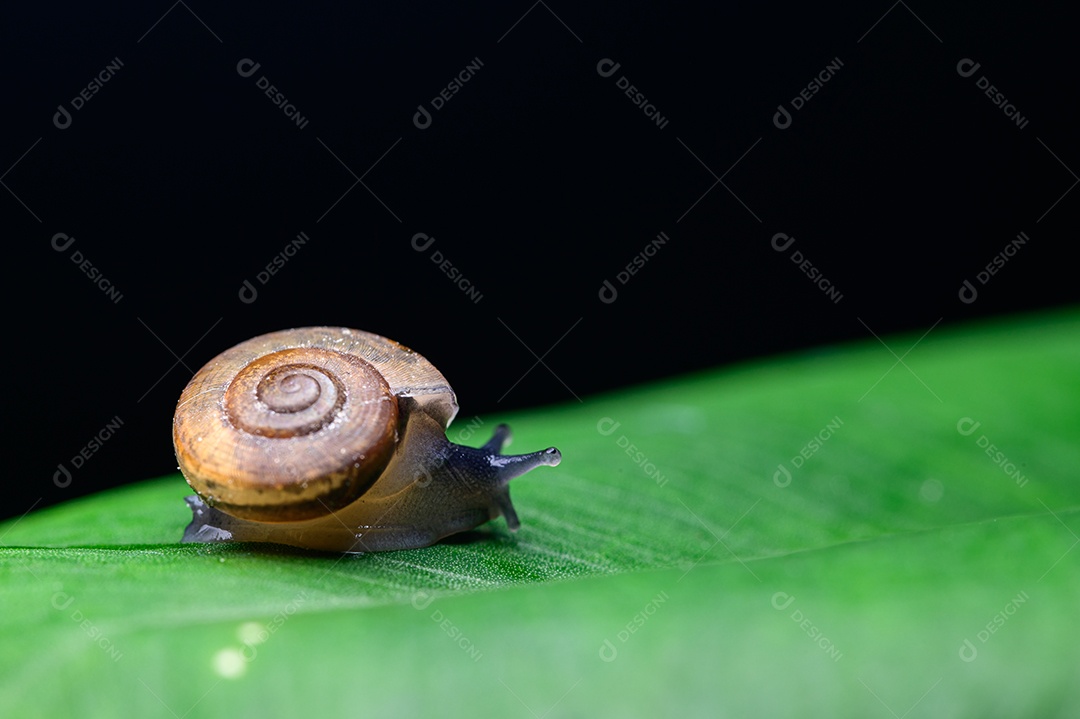 Caracol na folha