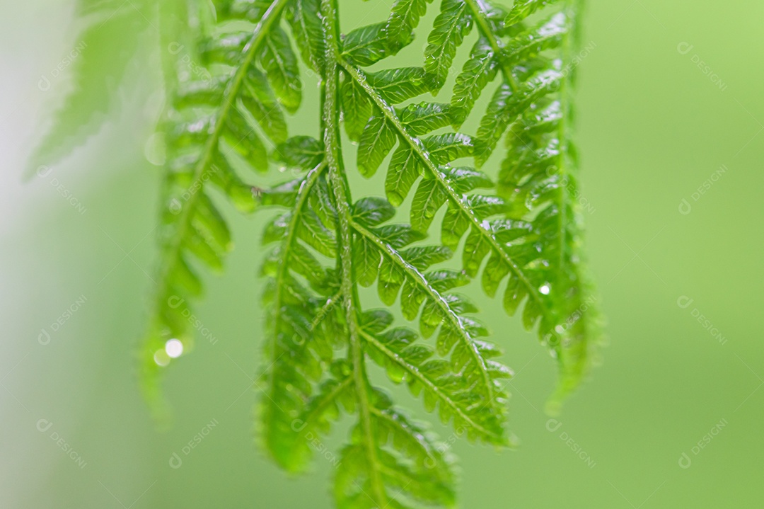 Fundo de gotas de água em folhas verdes escuras