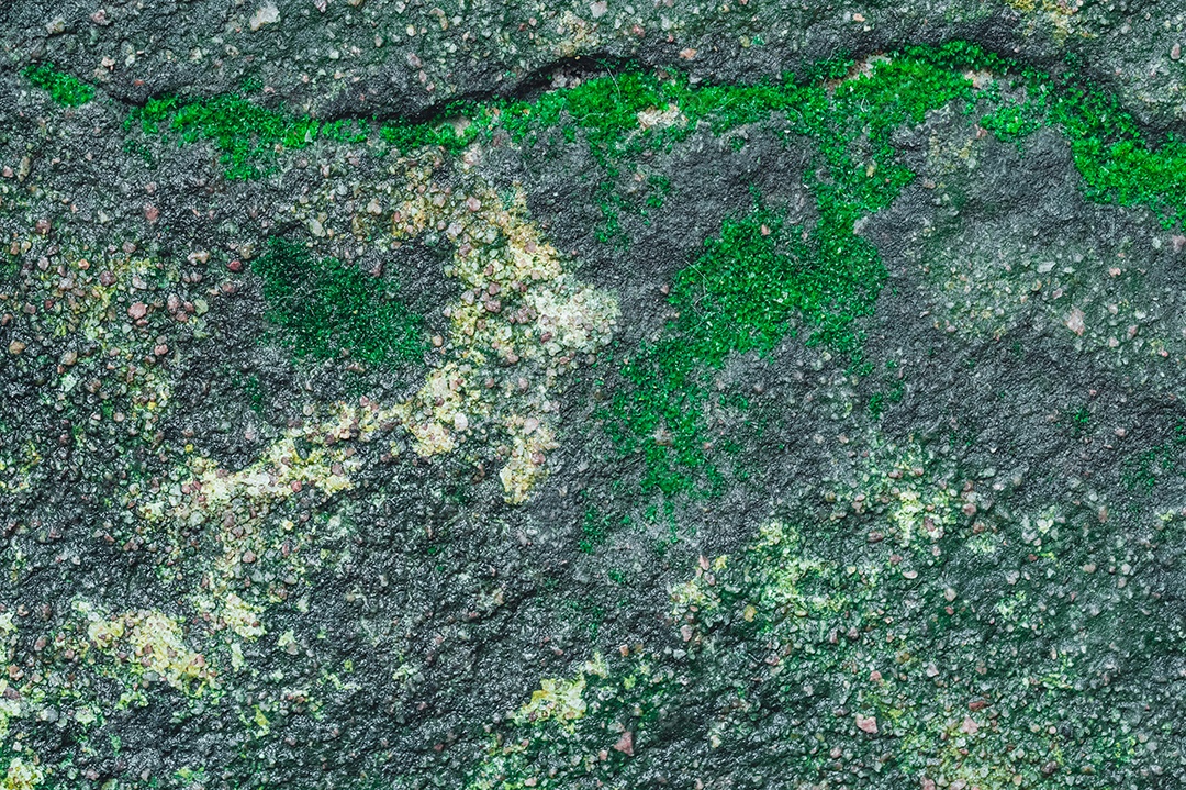 Musgo no chão de cimento