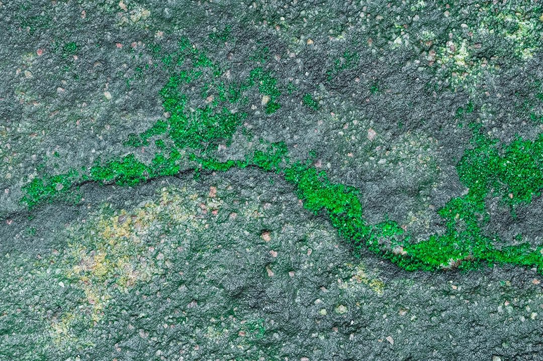 Musgo no chão de cimento