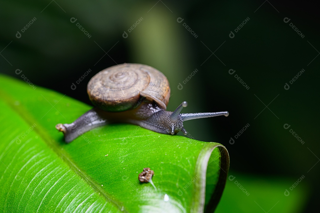Macro Monachoides vicinus na natureza