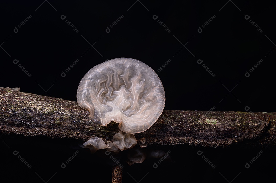 Cogumelo crescendo na floresta natural
