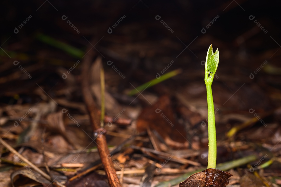 Árvores que crescem na floresta natural
