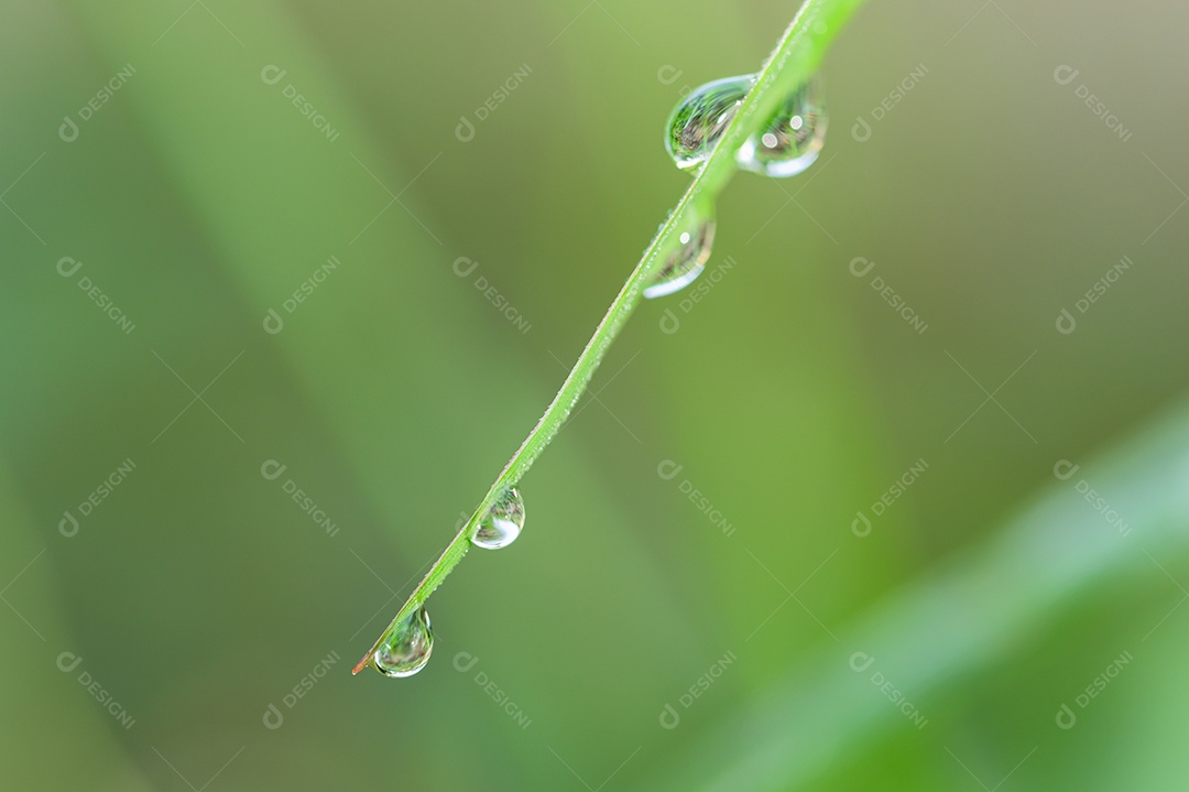 Gotas de água de fundo macro na grama