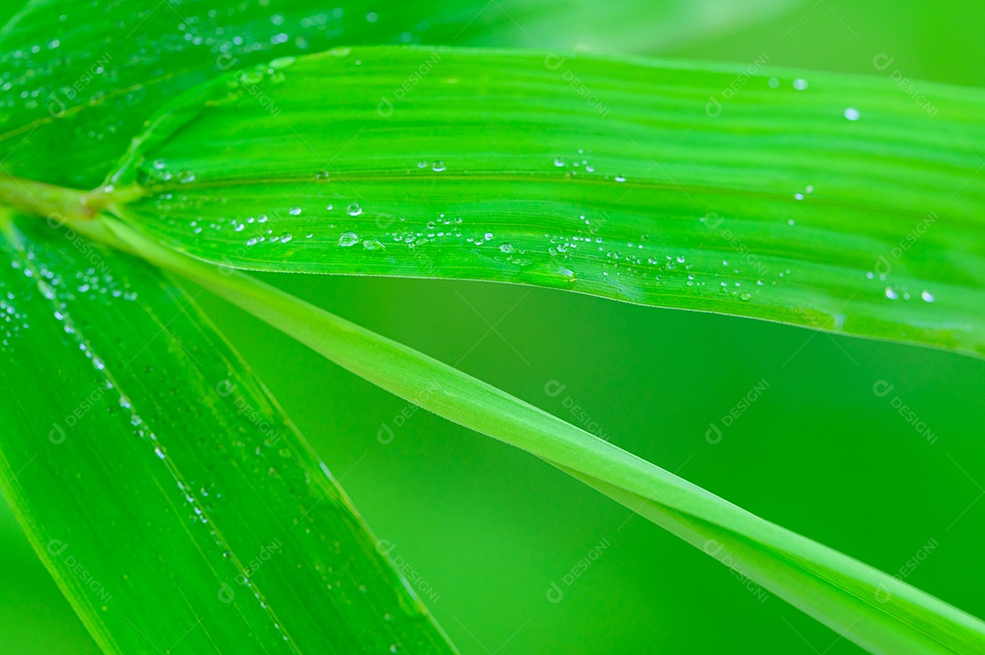 The concept of loving the world's green environment