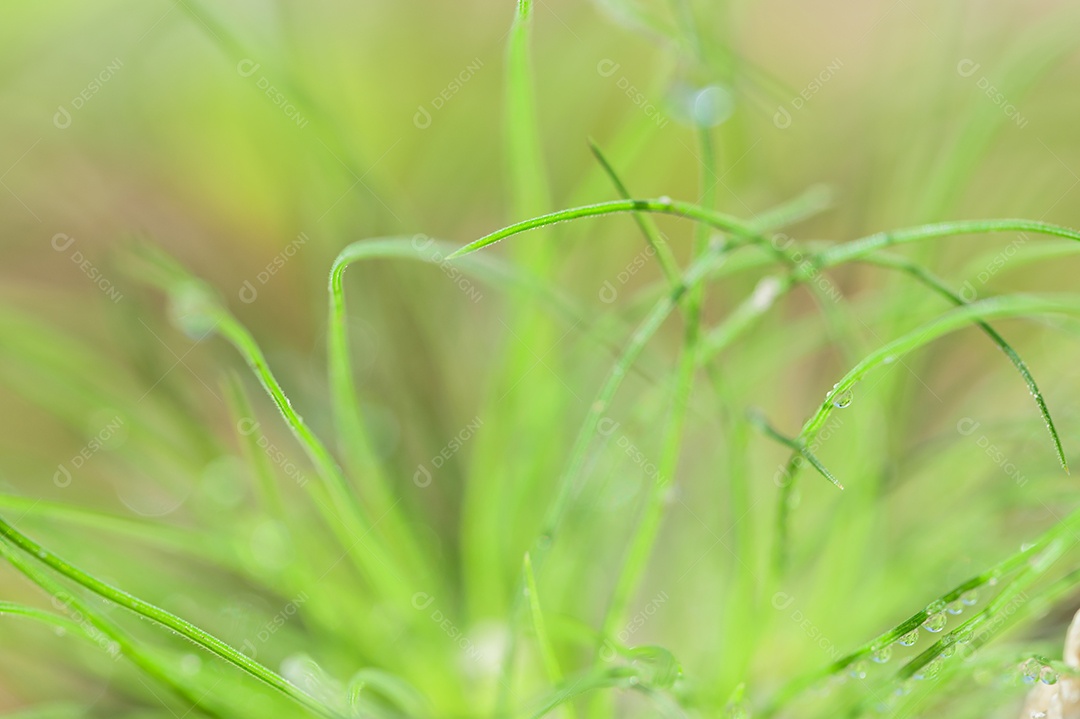 The concept of loving the green environment of the world