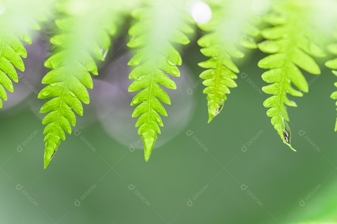 Fundo de folha verde natural e bokeh