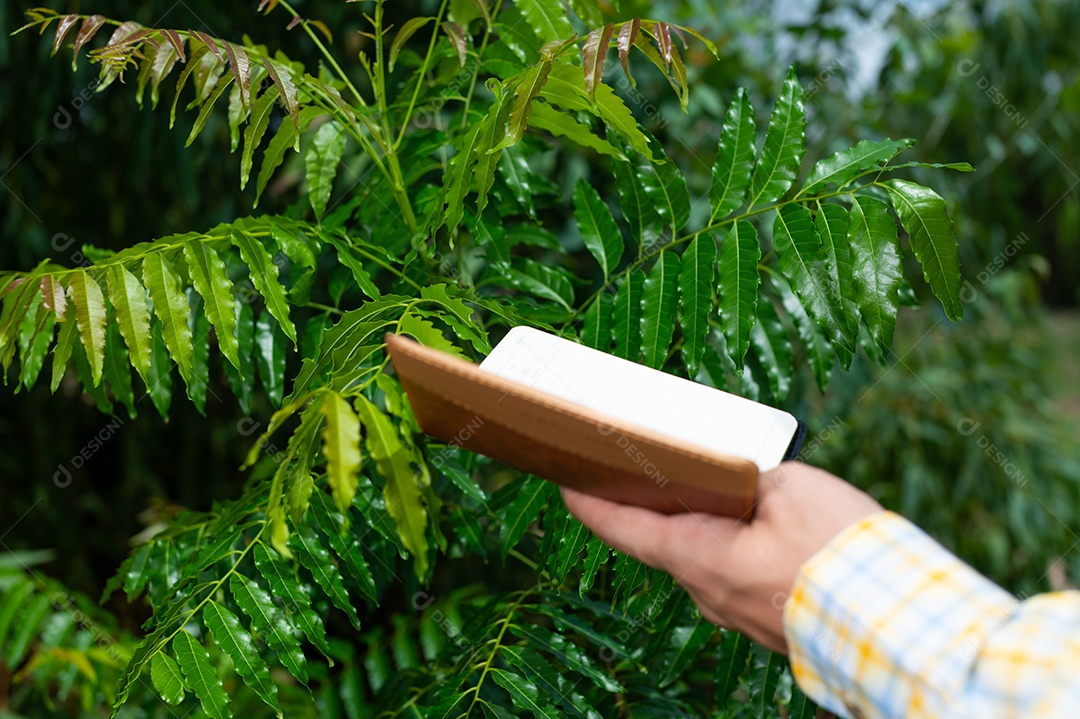 Os agricultores verificam a qualidade das árvores no jardim