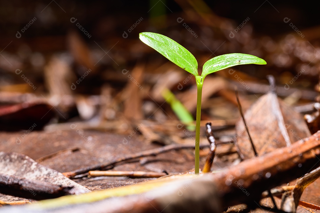 Árvores que crescem na floresta natural