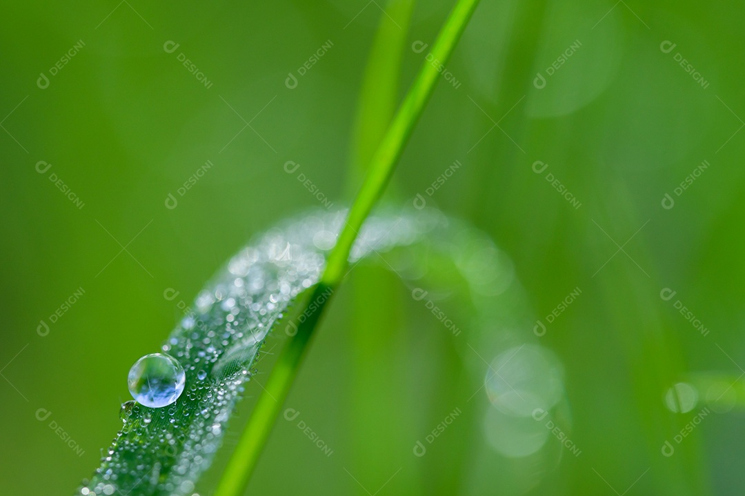 O conceito de amar o ambiente verde do mundo