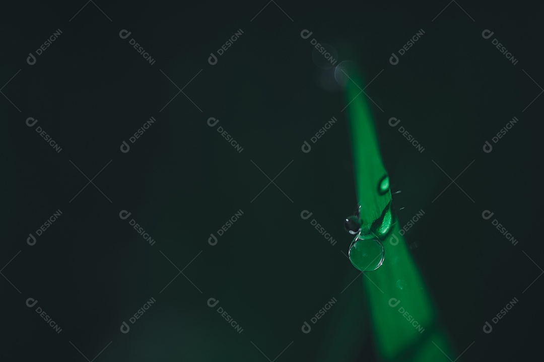 O conceito de amar o ambiente verde do mundo