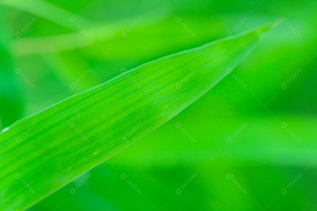 O conceito de amar o ambiente verde do mundo