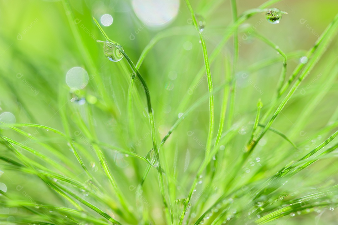 O conceito de amar o ambiente verde do mundo