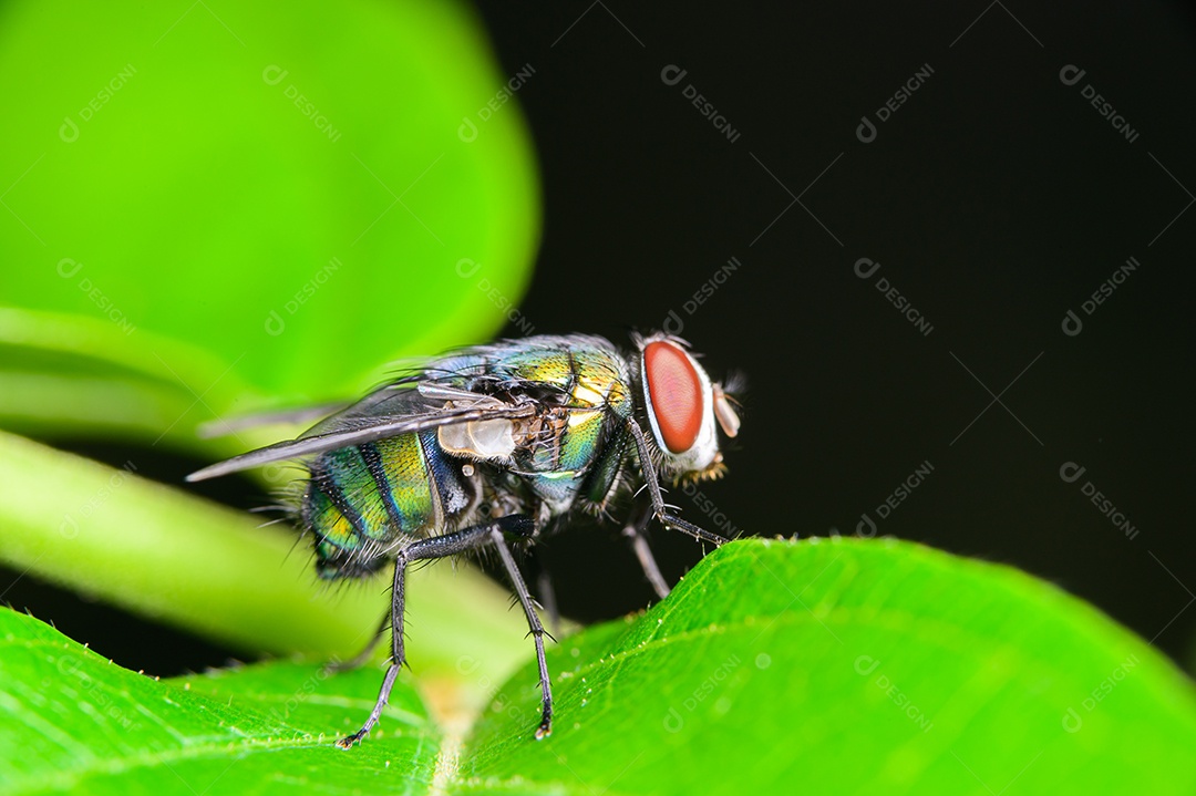 Moscas Macro Mosca varejeira Chrysomya megacephala, mosca de garrafa verde