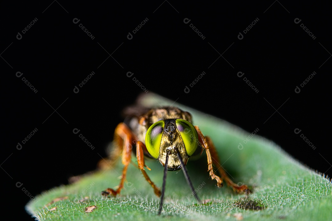 Macro de insetos em folhas na natureza