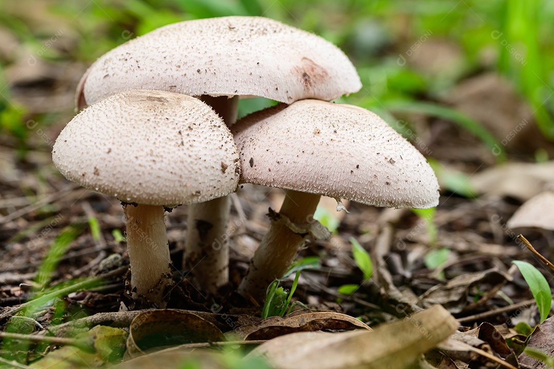 Cogumelos selvagens na natureza