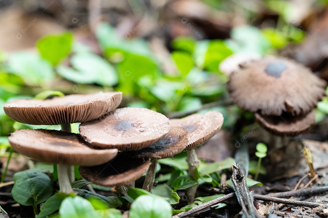 Cogumelos selvagens na natureza