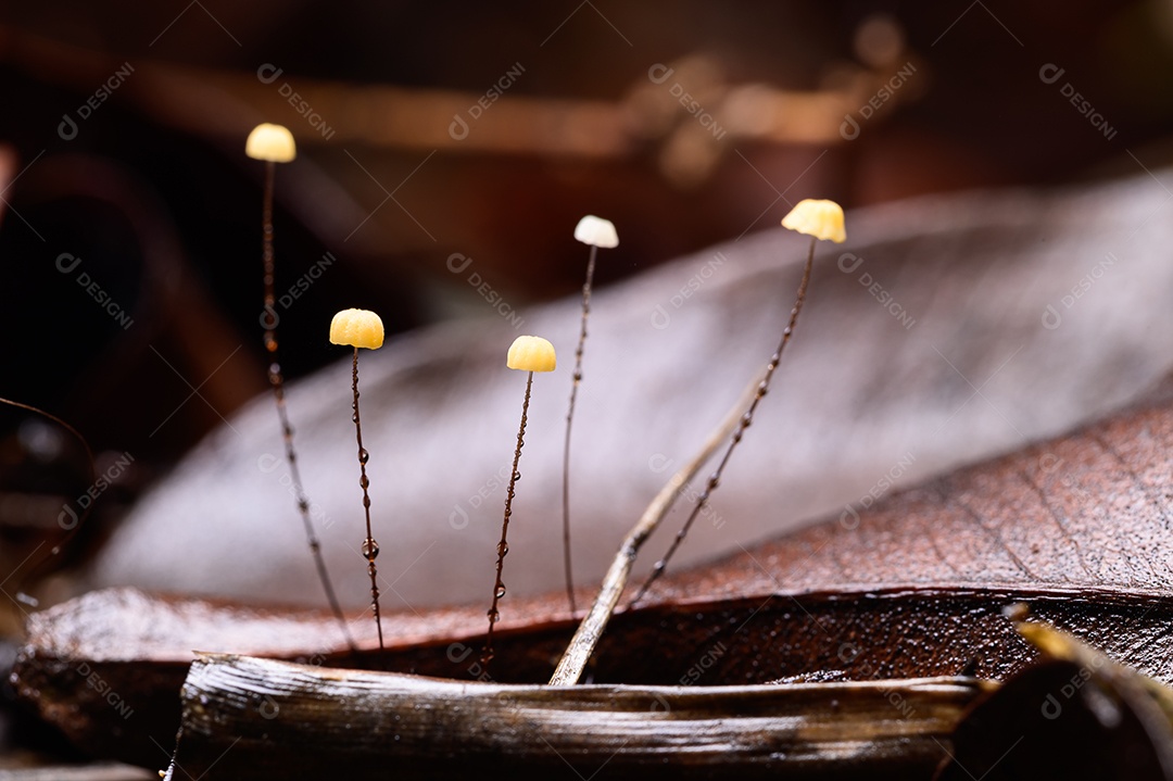 Cogumelo crescendo na floresta natural