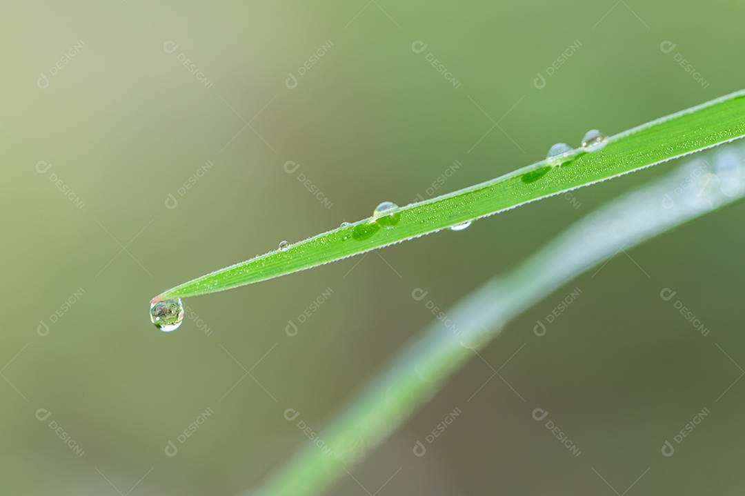 Gotas de água de fundo macro na grama