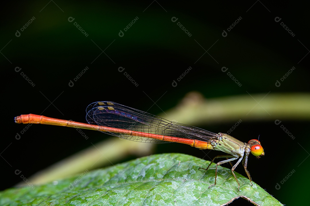 Libélula Agriocnemis nas folhas