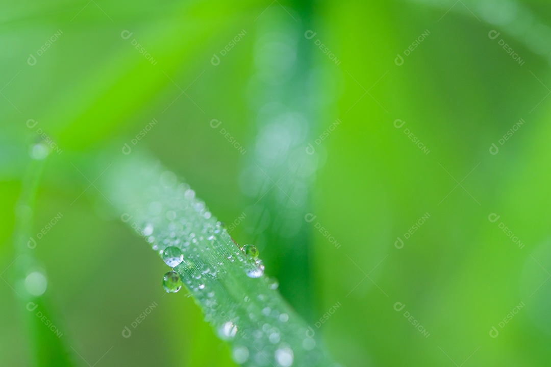 The concept of loving the green environment of the world