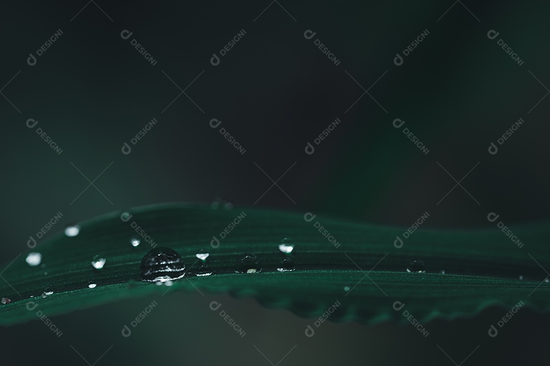 O conceito de amar o ambiente verde do mundo Gotas de água