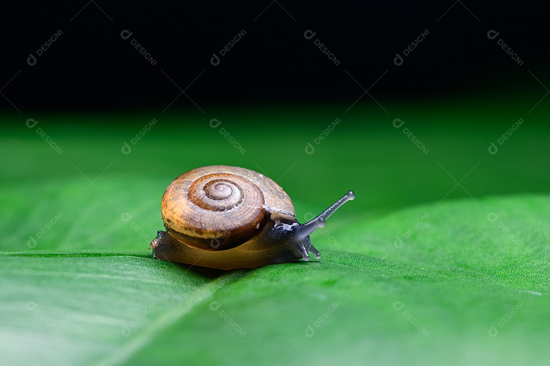 Caracol na folha