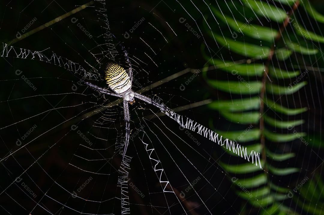 Macro de aranha na web na natureza