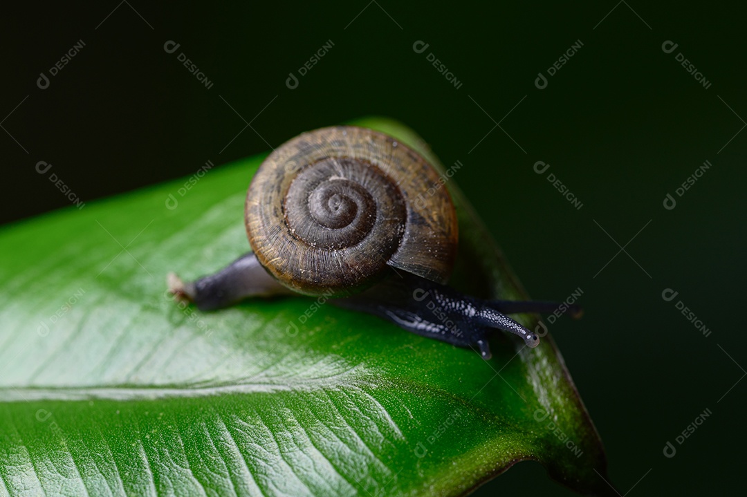 Macro Monachoides vicinus na natureza