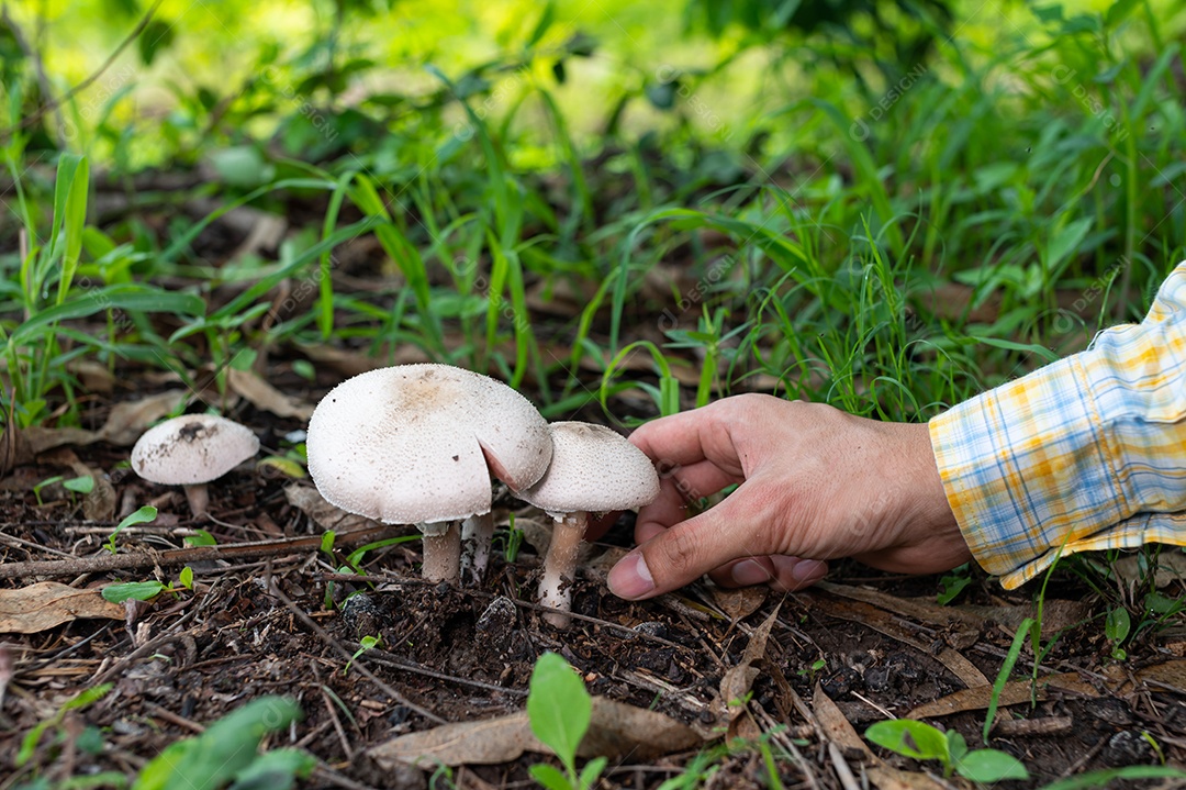 Cogumelos selvagens na natureza