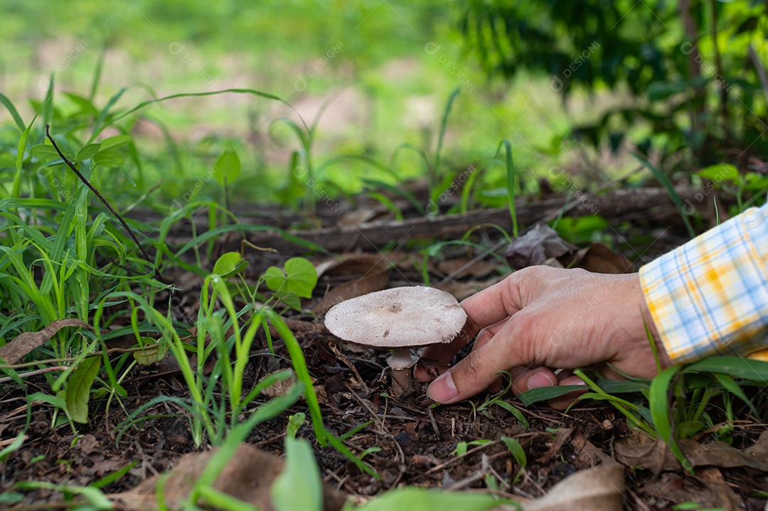 Cogumelos selvagens na natureza