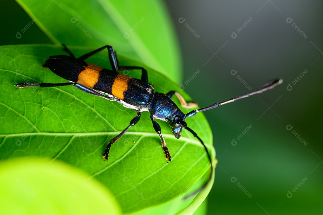 Macro de insetos em folhas na natureza