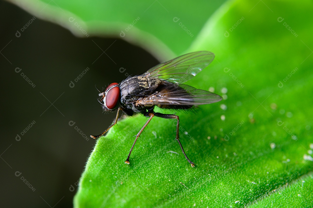 Mosca sobre folhas na natureza