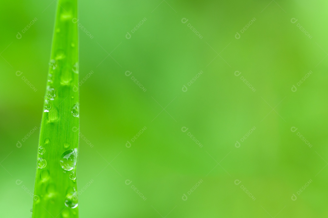 O conceito de amar o ambiente verde do mundo