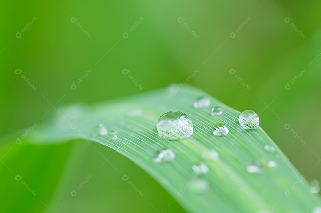 O conceito de amar o ambiente verde do mundo